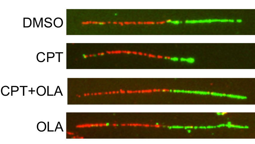 Resolution of transcription-replication conflicts