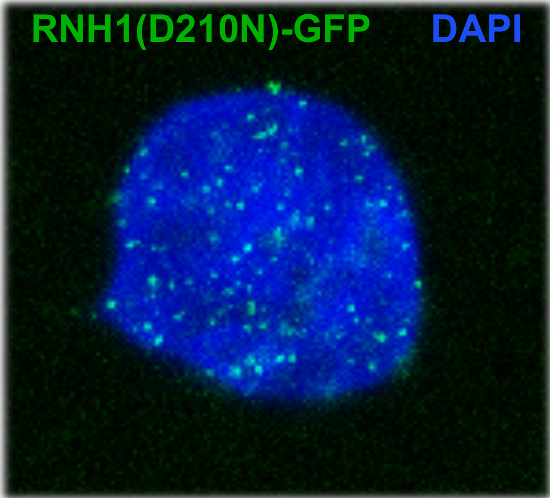 Causes of transcription-replication conflicts