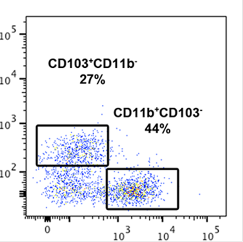 Bacterial immunomodulators